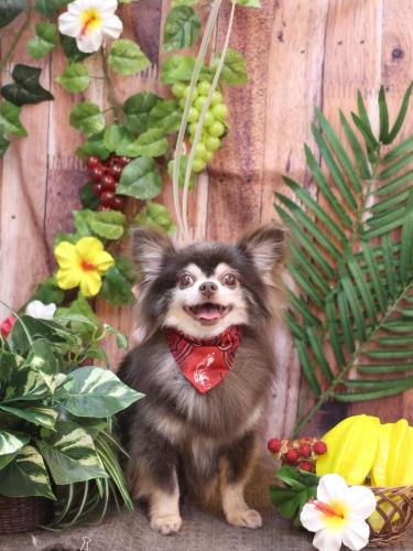 20230822チップくん